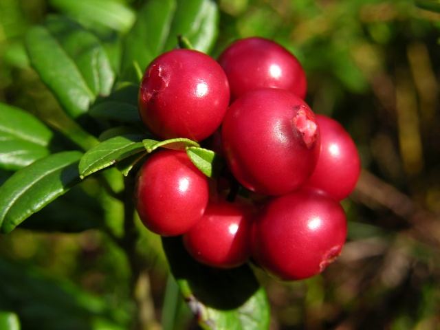 Lingonberry