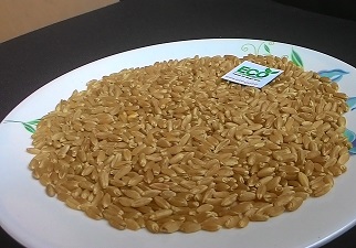 WHEAT OF INDIAN ORIGIN