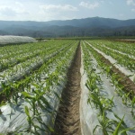 eco-friendly compostable and biodegradable mulch film