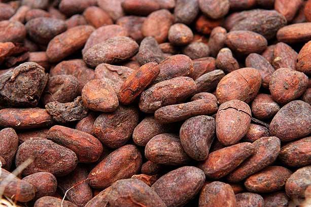 Cocoa Seed