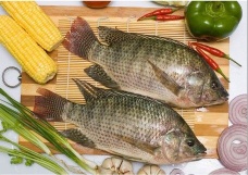 Tilapia whole round