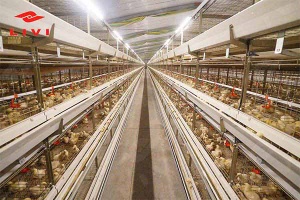 layer chicken cage system - 3390