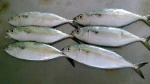 indian mackerel