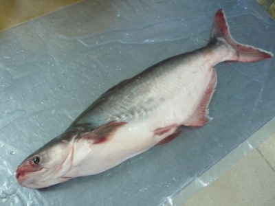 Pangasius Whole Round