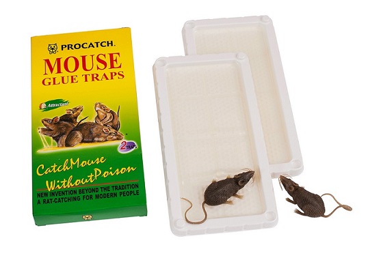 Mouse Glue Trap R-106