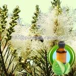 Pure Tea Tree Essential Oil