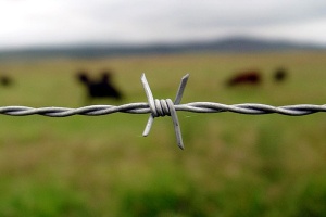 Barbed wire