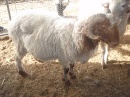 awassi sheep