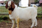 boer goat