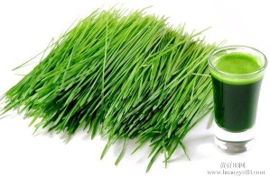 Organic wheat grass powder