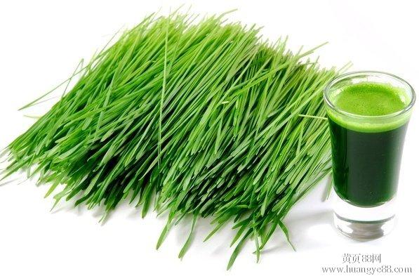 Organic wheat grass powder