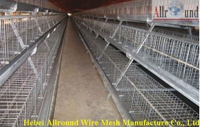 Electro galvanized chicken wire mesh