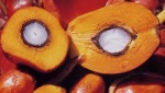 palm oil