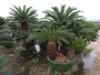 Cycas revoluta