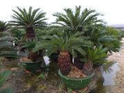 Cycas revoluta