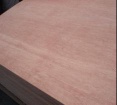 Eucalyptus Film Faced Plywood