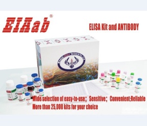 Fish cyclic adenosine monophosphate,cAMP ELISA Kit