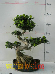 ficus microcarpa,ficus ginseng,ficus bonsai