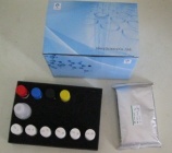 Goat Interferon γ(IFN-γ) ELISA Kit