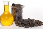 Jatropha Oil