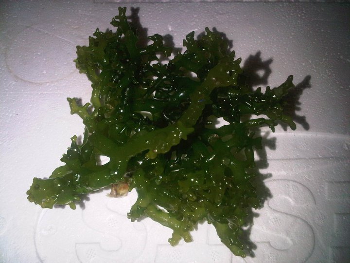 cottonii seaweed