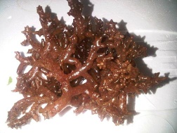 "durian-durian" seaweed, Eucheuma striatum F.Schmitz, KAPPAPHYCUS STRIATUM (Schmitz) Doty (Sacol, Payaka)