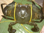 LIVE MUD CRABS: (Wild Catch)