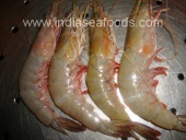 FRESH CHILLED SHRIMPS (SEA CAUGHT)