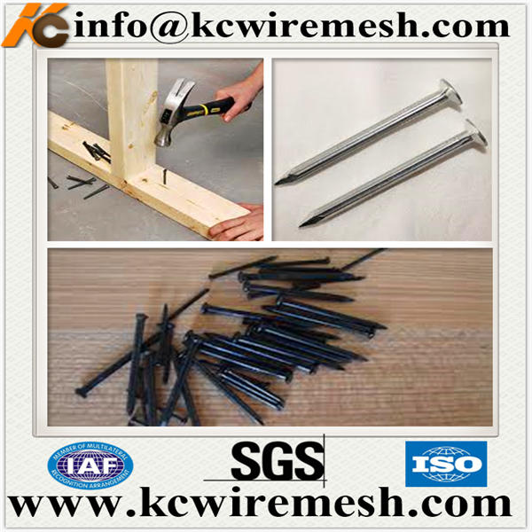 common nail,iron nail,wire nail,steel nail