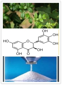 China Vine tea extract