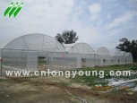 Plastic Film Multi-Span Greenhouse