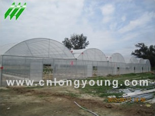 Plastic Film Multi-Span Greenhouse