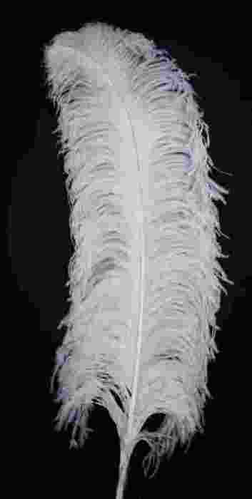 Ostrich Feather