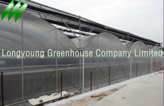 Gothic Plastic Film Multi-Span Greenhouse