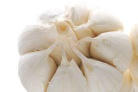 Garlic Extract Powder