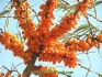 Sea Buckthorn Extract Powder