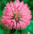 Red Clover Extract Powder