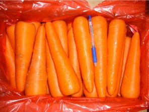 carrot