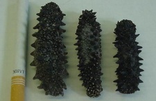 Dried Black and White Teat Sea Cucumber