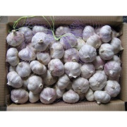 normal white garlic