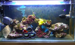 Fish Tank