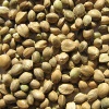 hempseed