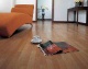 Laminate-Flooring