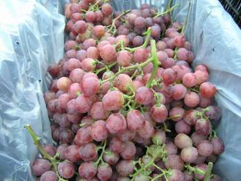 red global grape