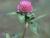 Red Clover Extract Powder