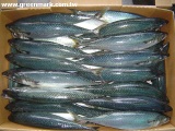 Mackerel