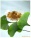 Ginkgo Biloba Leaf P.E.