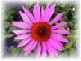 Echinacea extract