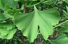 Ginkgo biloba P.E.