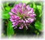 Red clover flower P.E.